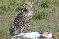 Cheetah with impala kill Serengeti National Park