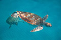 Sea Turtles of Barbados