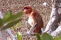 Proboscis Monkey Bako National Park Sarawak, Malaysian Borneo