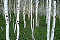 White Birch trees Betula platyphylla in Siberia Chita region Russia