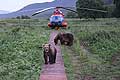 Kamchatka brown bear by the helicopter