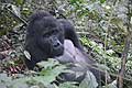 Silverback gorilla Habinyanja Group Bwindi Impenetrable National Park Uganda